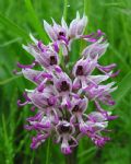 Orchis simia